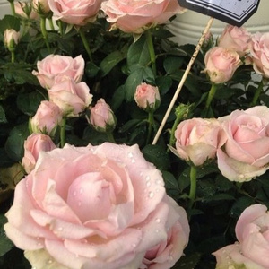 耽肉高H喷汁动漫
